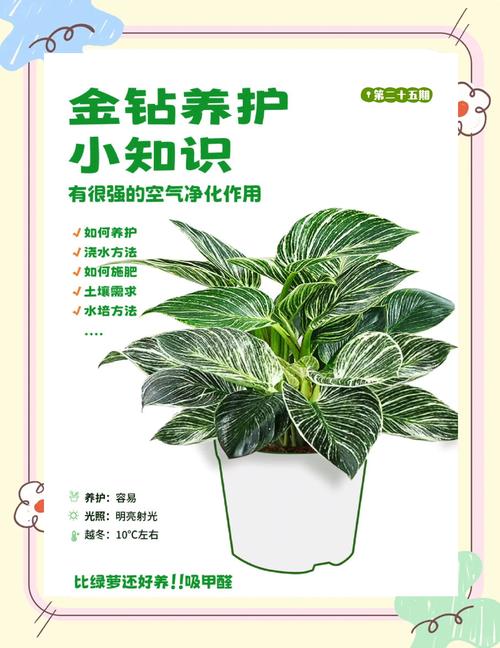 金钻怎么施肥（金钻用什么肥料浇水）-第1张图片-花花知道网