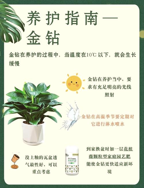 金钻怎么施肥（金钻用什么肥料浇水）-第4张图片-花花知道网