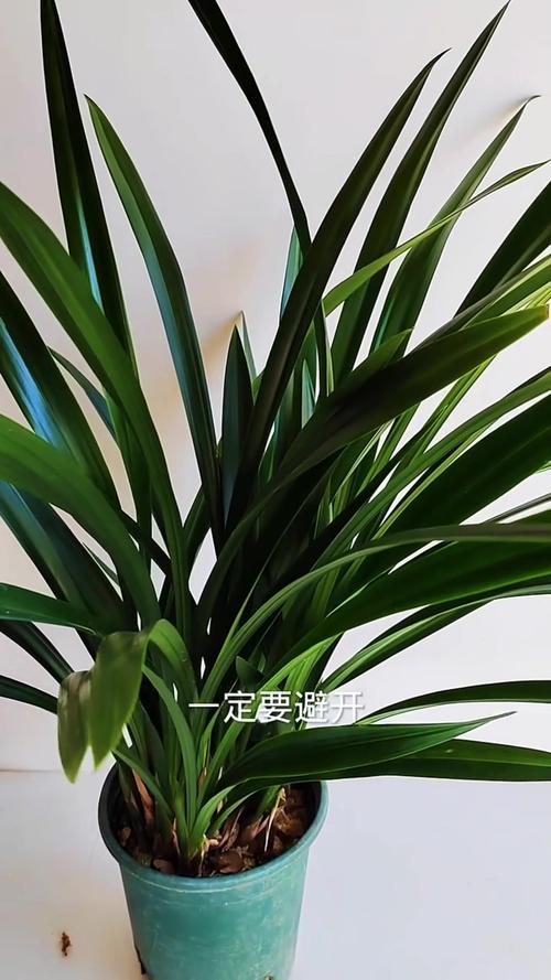 秋天养“兰花”（秋天养兰花如何浇水）-第2张图片-花花知道网
