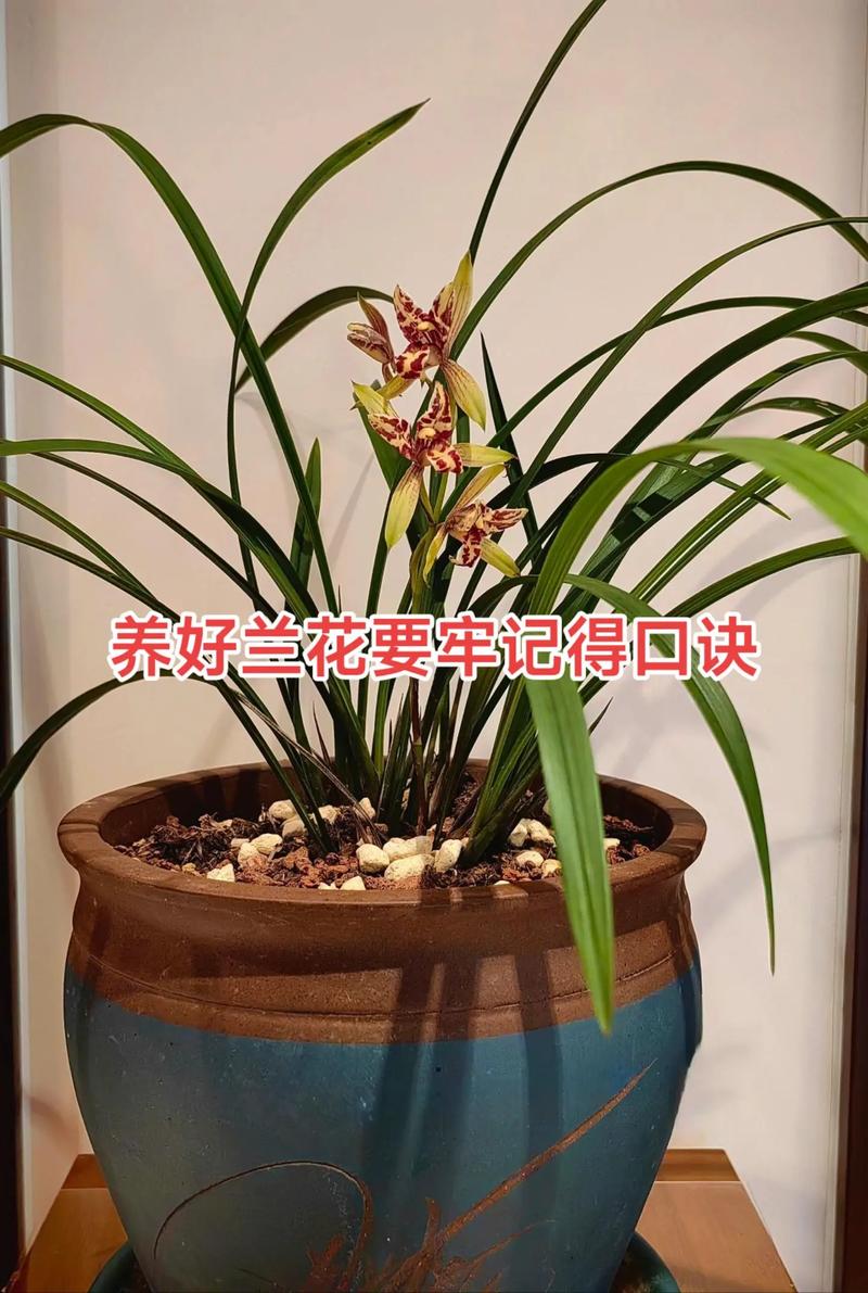 秋天养“兰花”（秋天养兰花如何浇水）-第5张图片-花花知道网