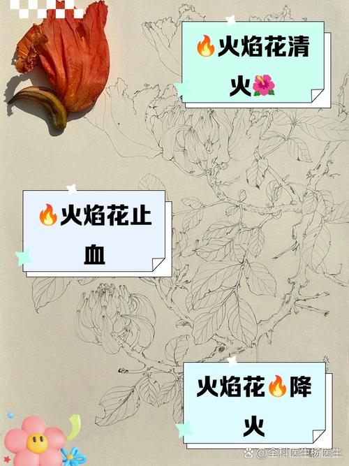 如何使火烧花在元旦开花(火烧花如何种植)-第4张图片-花花知道网 如何使火烧花在元旦开花(火烧花如何种植)-第4张图片-花花知道网