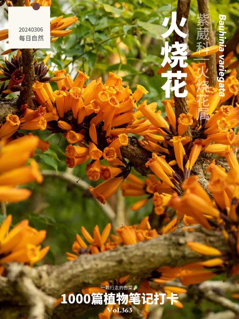 如何使火烧花在元旦开花(火烧花如何种植)-第5张图片-花花知道网 如何使火烧花在元旦开花(火烧花如何种植)-第5张图片-花花知道网