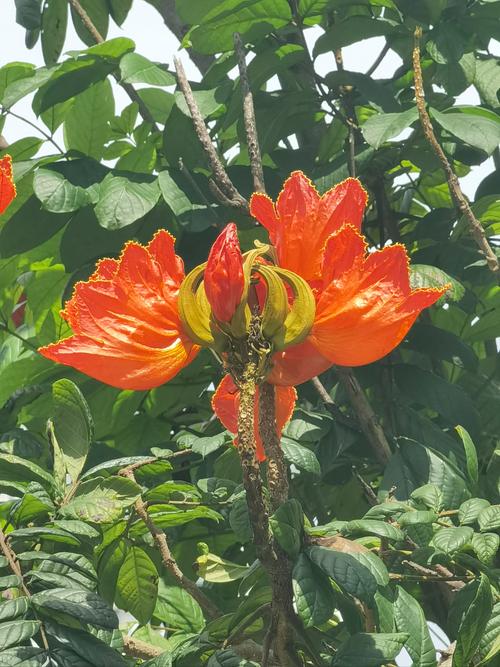 如何使火烧花在元旦开花(火烧花如何种植)-第6张图片-花花知道网 如何使火烧花在元旦开花(火烧花如何种植)-第6张图片-花花知道网