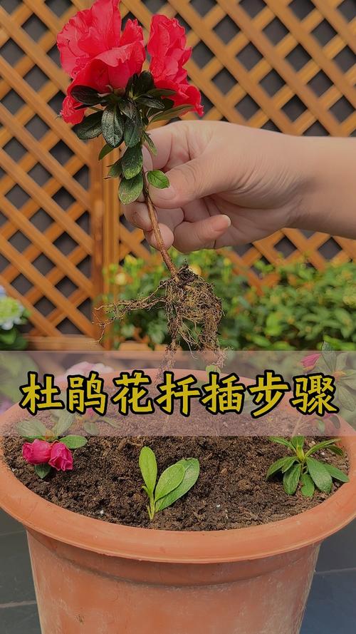 杜鹃怎么扦插（杜鹃花几月份扦插比较好）-第2张图片-花花知道网