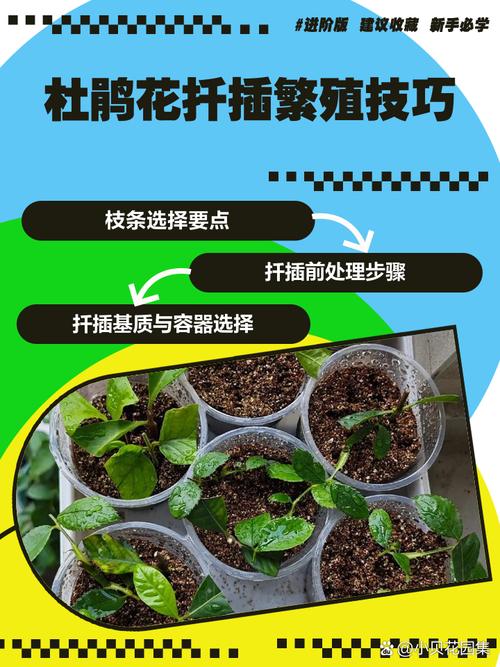 杜鹃怎么扦插（杜鹃花几月份扦插比较好）-第3张图片-花花知道网