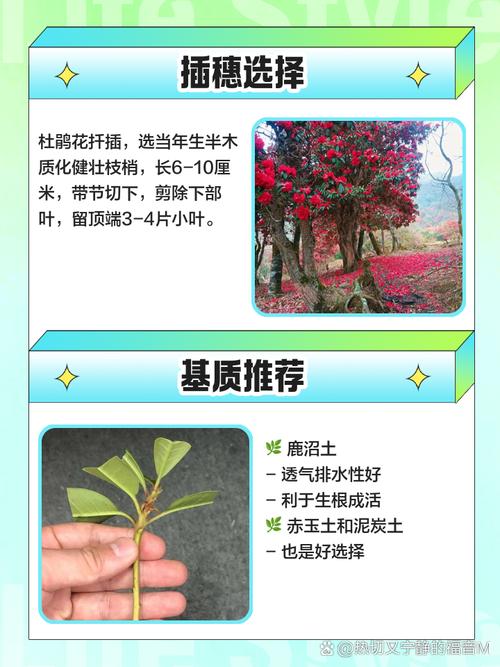 杜鹃怎么扦插（杜鹃花几月份扦插比较好）-第4张图片-花花知道网