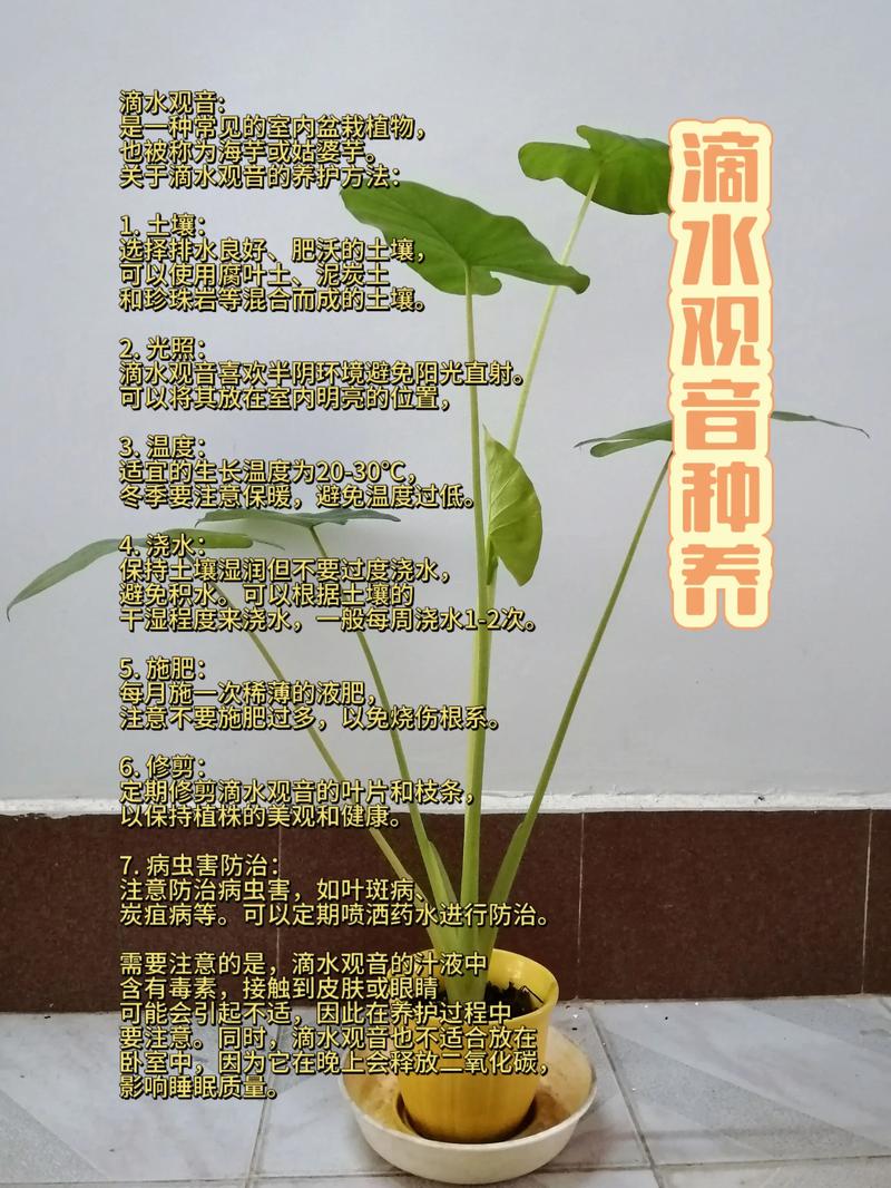 滴水观音什么时候换盆(滴水观音多久能开花)-第2张图片-花花知道网 滴水观音什么时候换盆(滴水观音多久能开花)-第2张图片-花花知道网