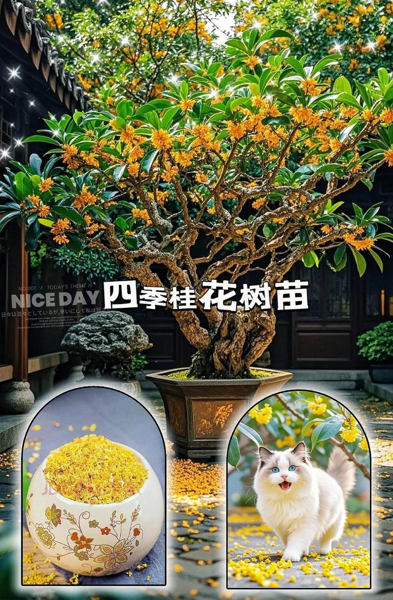 桂花适合浅盆还是深盆（桂花适合浅盆还是深盆养）-第1张图片-花花知道网