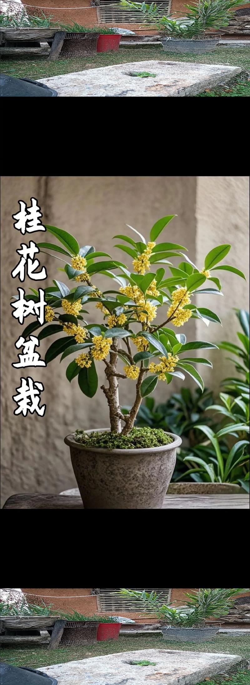 桂花适合浅盆还是深盆（桂花适合浅盆还是深盆养）-第2张图片-花花知道网