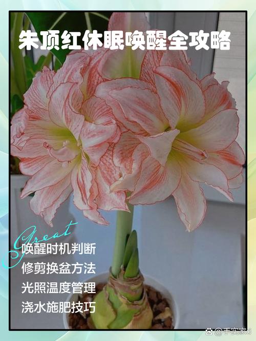 朱顶红怎么休眠(朱顶红怎么休眠法)-第3张图片-花花知道网 朱顶红怎么休眠(朱顶红怎么休眠法)-第3张图片-花花知道网
