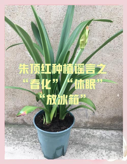 朱顶红怎么休眠(朱顶红怎么休眠法)-第4张图片-花花知道网 朱顶红怎么休眠(朱顶红怎么休眠法)-第4张图片-花花知道网