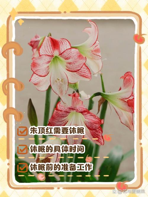 朱顶红怎么休眠(朱顶红怎么休眠法)-第5张图片-花花知道网 朱顶红怎么休眠(朱顶红怎么休眠法)-第5张图片-花花知道网