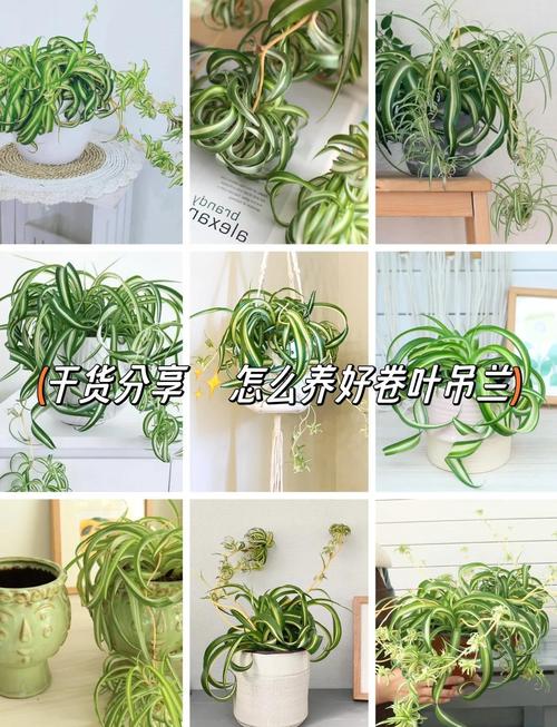 吊兰秋天怎么养（吊兰秋冬怎么养殖和施肥）-第1张图片-花花知道网