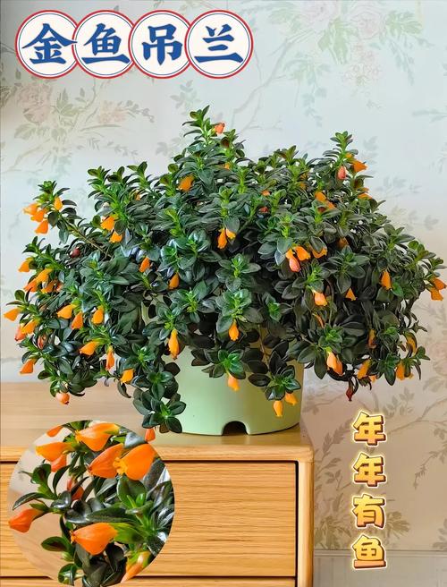 吊兰秋天怎么养（吊兰秋冬怎么养殖和施肥）-第2张图片-花花知道网