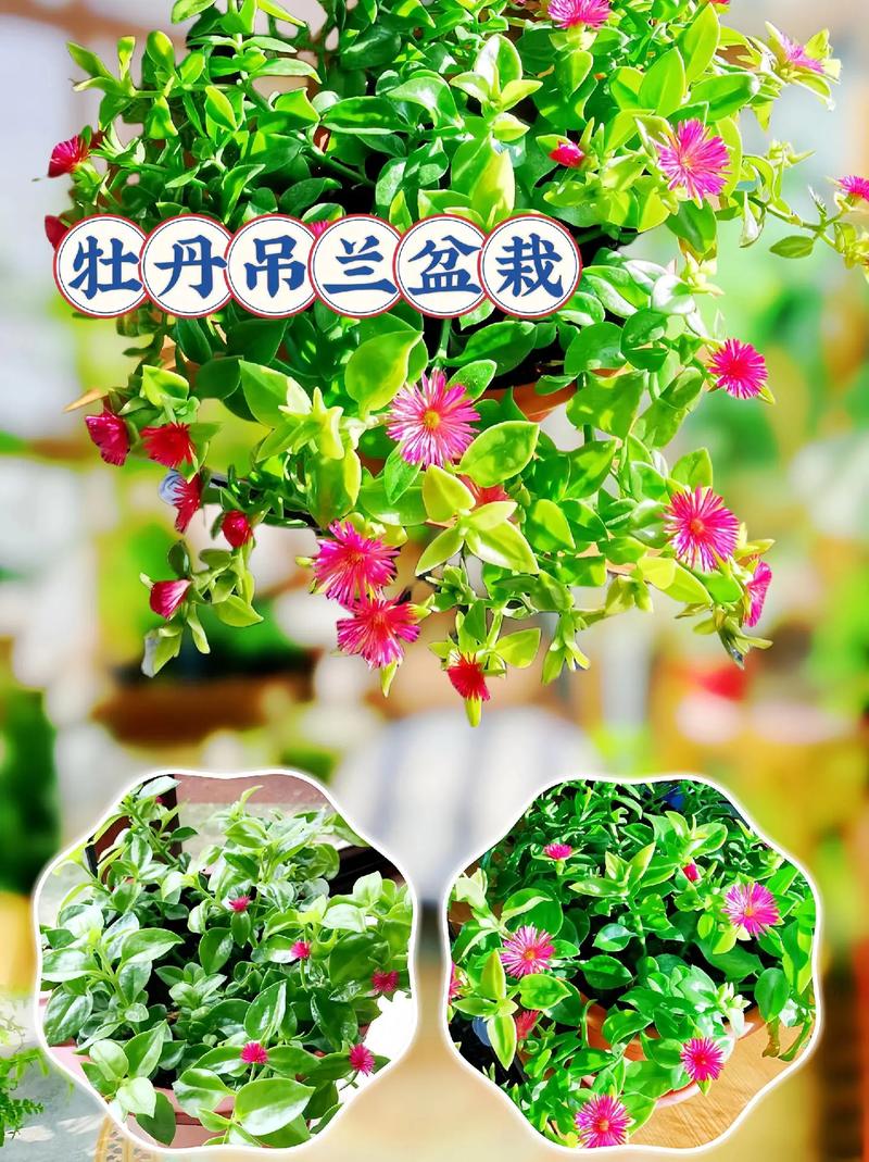 吊兰秋天怎么养（吊兰秋冬怎么养殖和施肥）-第3张图片-花花知道网
