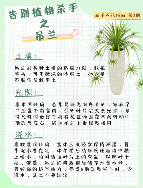 吊兰秋天怎么养（吊兰秋冬怎么养殖和施肥）-第4张图片-花花知道网