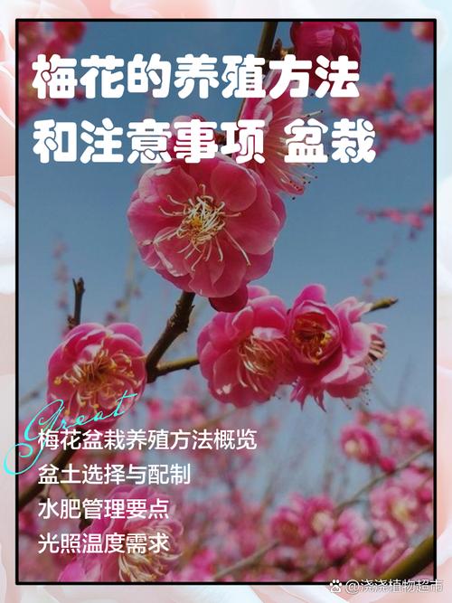 梅花的冬天养殖禁忌（梅花的冬季养殖方法）-第2张图片-花花知道网