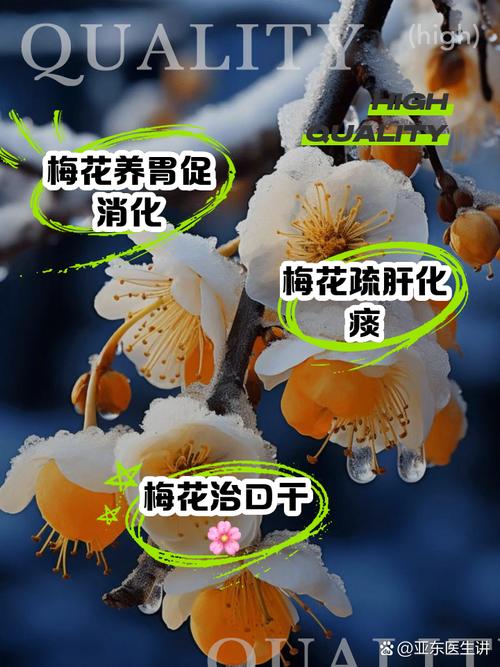 梅花的冬天养殖禁忌（梅花的冬季养殖方法）-第3张图片-花花知道网
