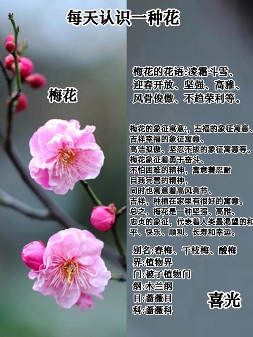 梅花的冬天养殖禁忌（梅花的冬季养殖方法）-第4张图片-花花知道网