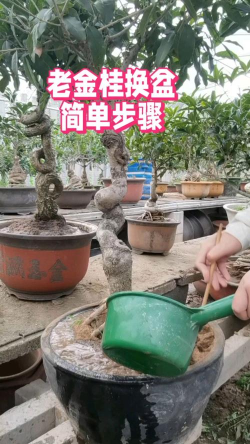 桂花什么时候换盆比较好(桂花什么时候移栽换盆好)-第1张图片-花花知道网 桂花什么时候换盆比较好(桂花什么时候移栽换盆好)-第1张图片-花花知道网