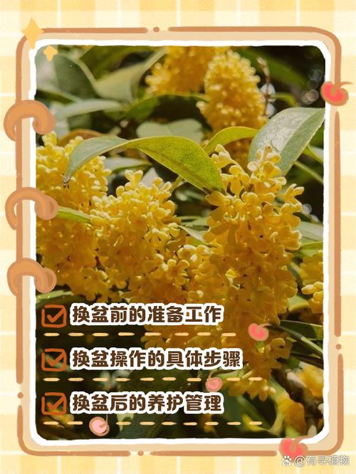 桂花什么时候换盆比较好(桂花什么时候移栽换盆好)-第2张图片-花花知道网 桂花什么时候换盆比较好(桂花什么时候移栽换盆好)-第2张图片-花花知道网