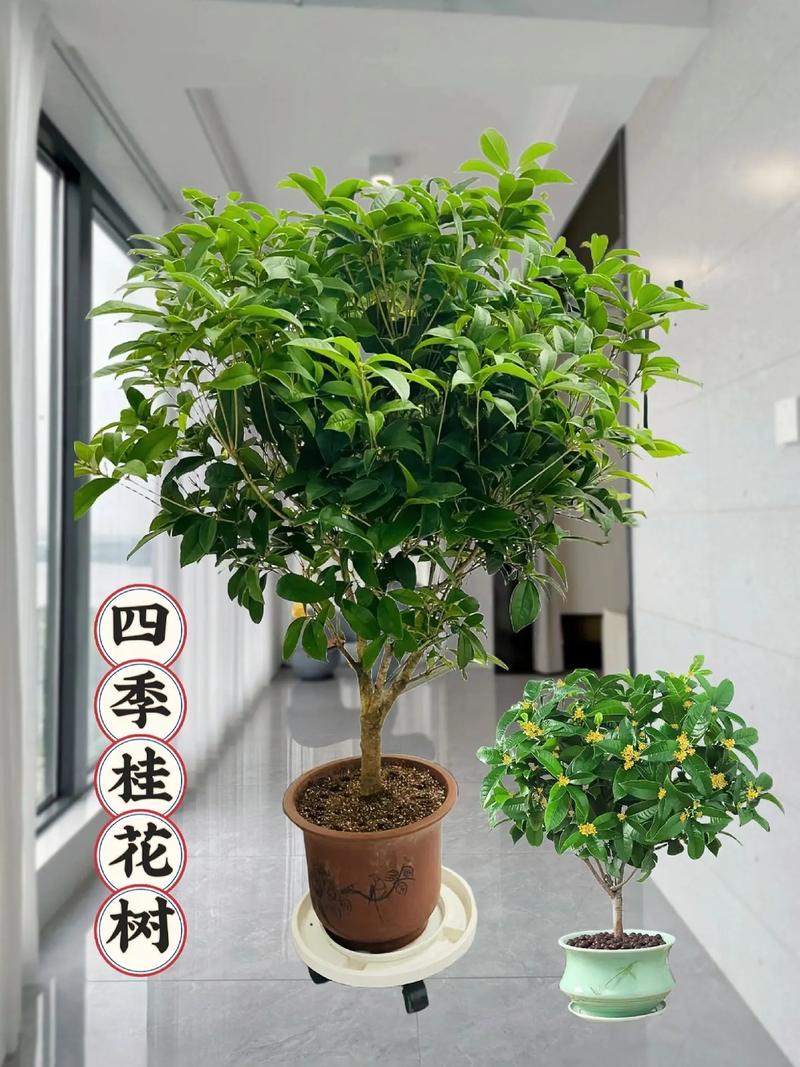 桂花什么时候换盆比较好(桂花什么时候移栽换盆好)-第3张图片-花花知道网 桂花什么时候换盆比较好(桂花什么时候移栽换盆好)-第3张图片-花花知道网