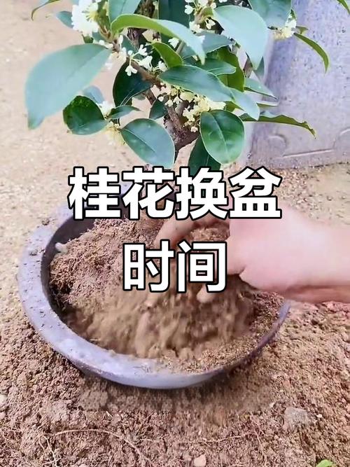 桂花什么时候换盆比较好(桂花什么时候移栽换盆好)-第4张图片-花花知道网 桂花什么时候换盆比较好(桂花什么时候移栽换盆好)-第4张图片-花花知道网
