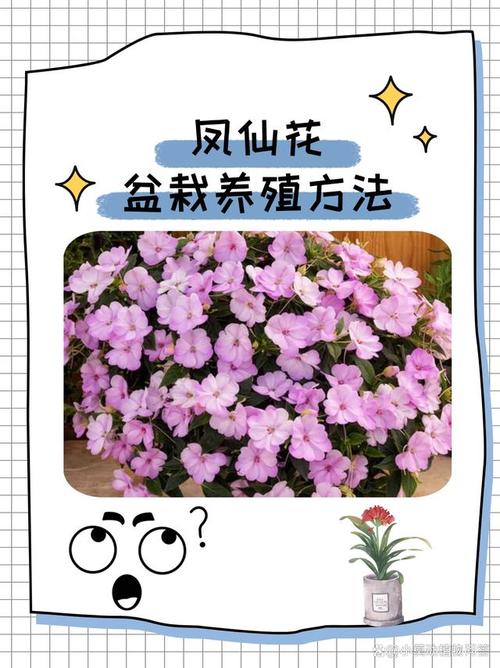 凤仙花冬天能种吗(凤仙花冬天放室内能开花吗)-第2张图片-花花知道网 凤仙花冬天能种吗(凤仙花冬天放室内能开花吗)-第2张图片-花花知道网