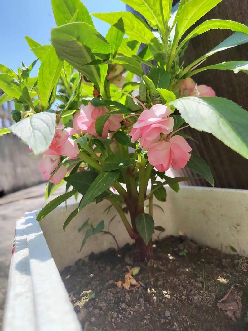 凤仙花冬天能种吗(凤仙花冬天放室内能开花吗)-第3张图片-花花知道网 凤仙花冬天能种吗(凤仙花冬天放室内能开花吗)-第3张图片-花花知道网
