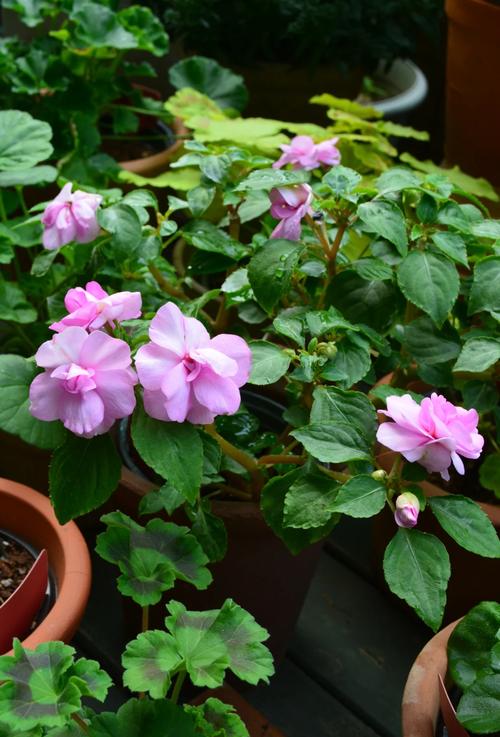 凤仙花冬天能种吗(凤仙花冬天放室内能开花吗)-第4张图片-花花知道网 凤仙花冬天能种吗(凤仙花冬天放室内能开花吗)-第4张图片-花花知道网