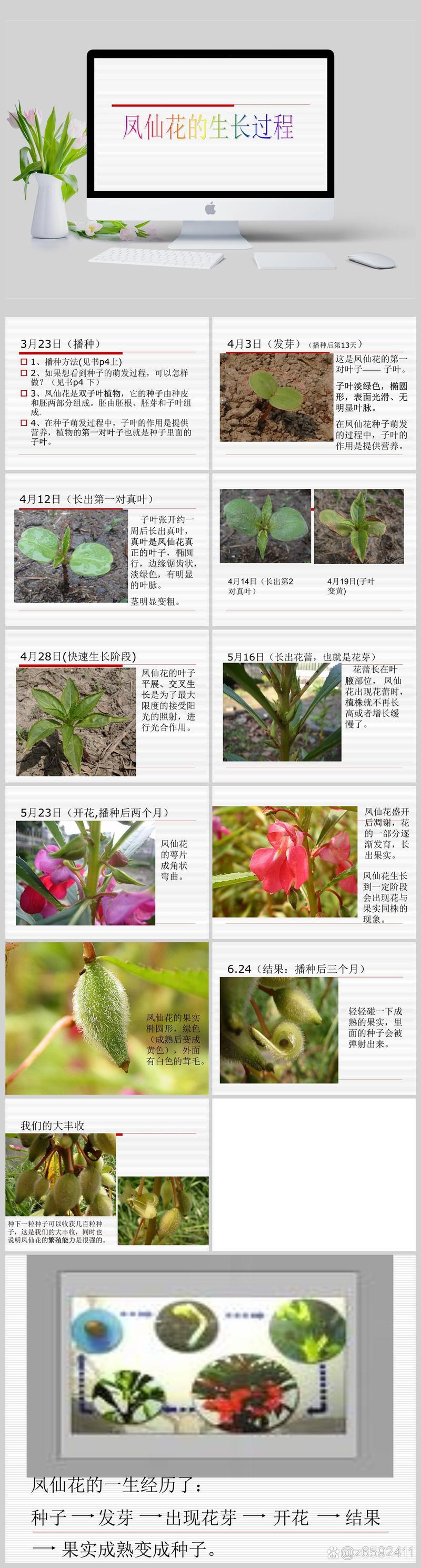 凤仙花冬天能种吗(凤仙花冬天放室内能开花吗)-第5张图片-花花知道网 凤仙花冬天能种吗(凤仙花冬天放室内能开花吗)-第5张图片-花花知道网