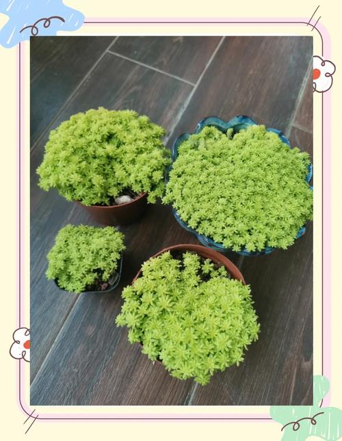 黄金万年草的养殖方法(黄金万年草介绍)-第1张图片-花花知道网 黄金万年草的养殖方法(黄金万年草介绍)-第1张图片-花花知道网