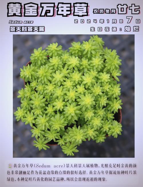 黄金万年草的养殖方法(黄金万年草介绍)-第4张图片-花花知道网 黄金万年草的养殖方法(黄金万年草介绍)-第4张图片-花花知道网