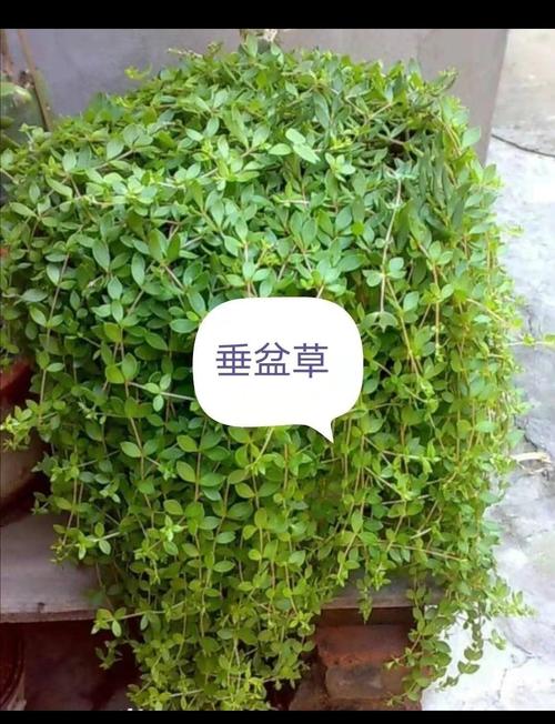 垂盆草的养殖方法和注意事项（垂盆草长什么样子有什么功效）-第5张图片-花花知道网