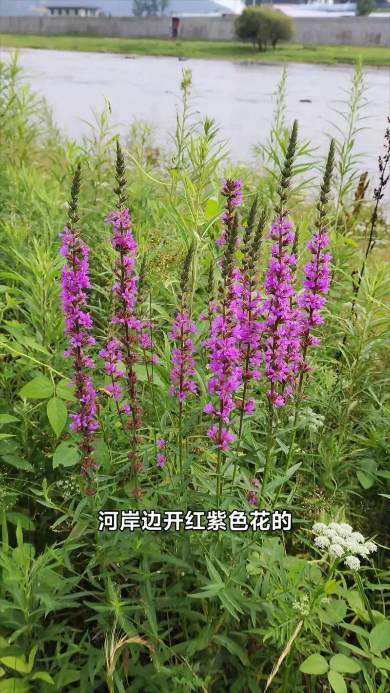 千屈菜怎么养（千屈菜养殖方法和注意事项）-第4张图片-花花知道网