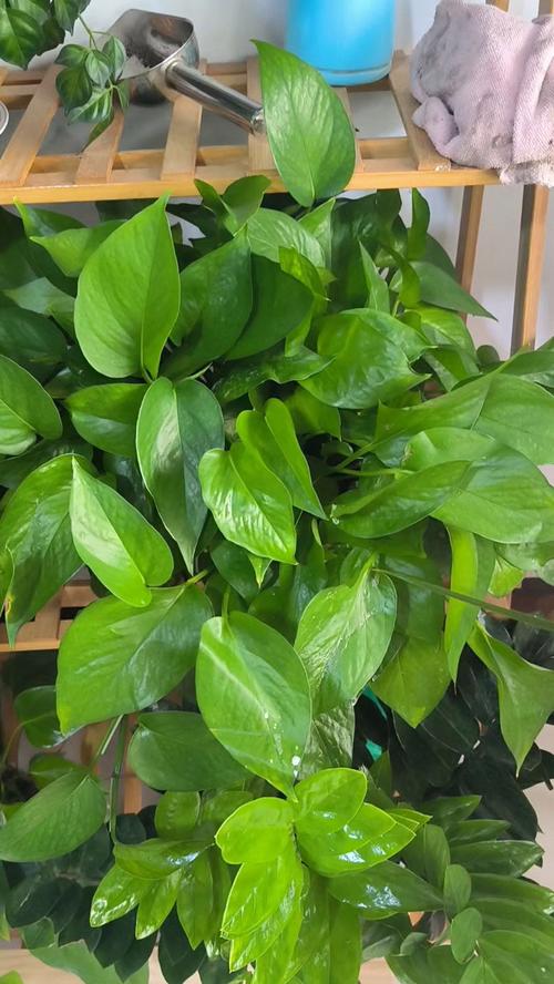 栀子月季咔嚓1刀(月季花好养还是栀子花好养)-第3张图片-花花知道网 栀子月季咔嚓1刀(月季花好养还是栀子花好养)-第3张图片-花花知道网
