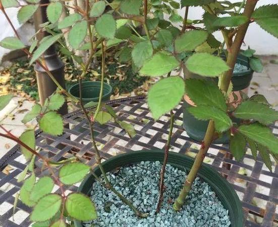 栀子月季咔嚓1刀(月季花好养还是栀子花好养)-第4张图片-花花知道网 栀子月季咔嚓1刀(月季花好养还是栀子花好养)-第4张图片-花花知道网