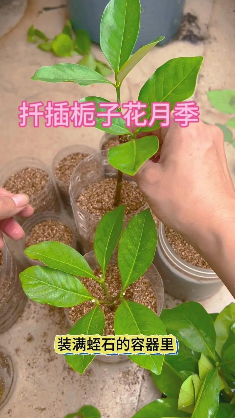 栀子月季咔嚓1刀(月季花好养还是栀子花好养)-第6张图片-花花知道网 栀子月季咔嚓1刀(月季花好养还是栀子花好养)-第6张图片-花花知道网