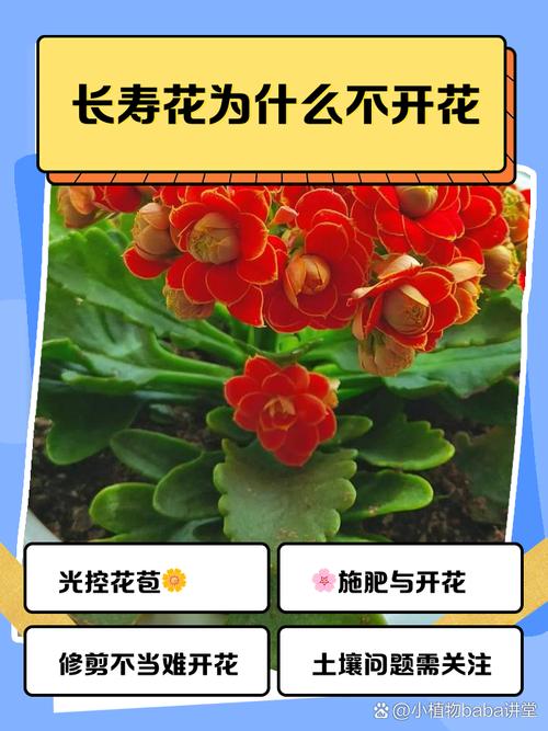 长寿花怎么不开花(长寿花怎么不开花是怎么回事)-第1张图片-花花知道网 长寿花怎么不开花(长寿花怎么不开花是怎么回事)-第1张图片-花花知道网