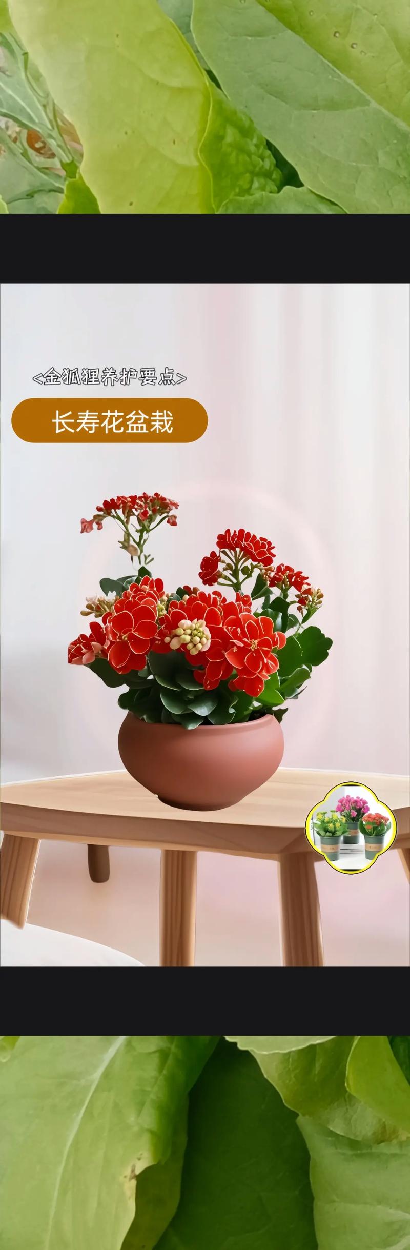 长寿花怎么不开花(长寿花怎么不开花是怎么回事)-第2张图片-花花知道网 长寿花怎么不开花(长寿花怎么不开花是怎么回事)-第2张图片-花花知道网