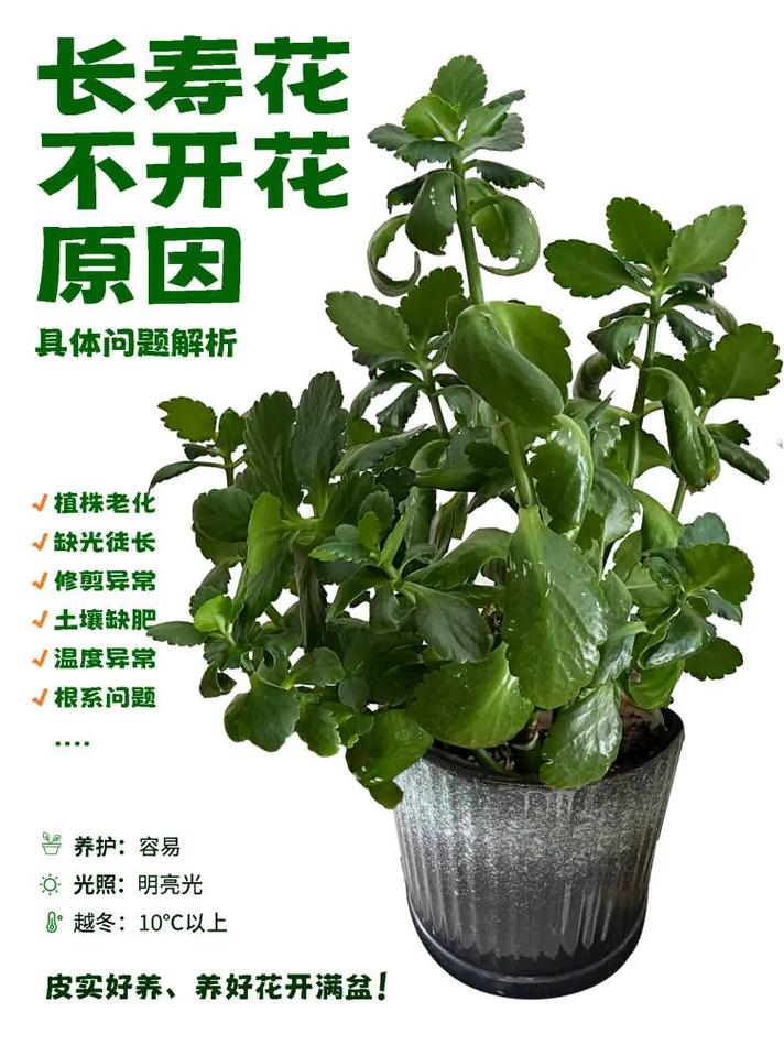 长寿花怎么不开花(长寿花怎么不开花是怎么回事)-第3张图片-花花知道网 长寿花怎么不开花(长寿花怎么不开花是怎么回事)-第3张图片-花花知道网