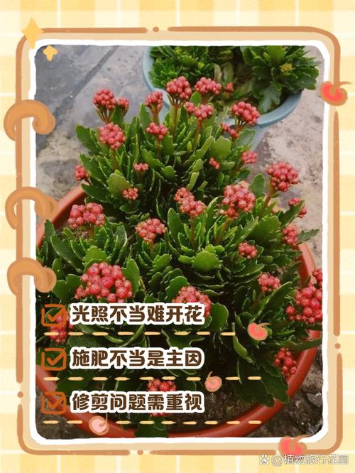 长寿花怎么不开花(长寿花怎么不开花是怎么回事)-第4张图片-花花知道网 长寿花怎么不开花(长寿花怎么不开花是怎么回事)-第4张图片-花花知道网