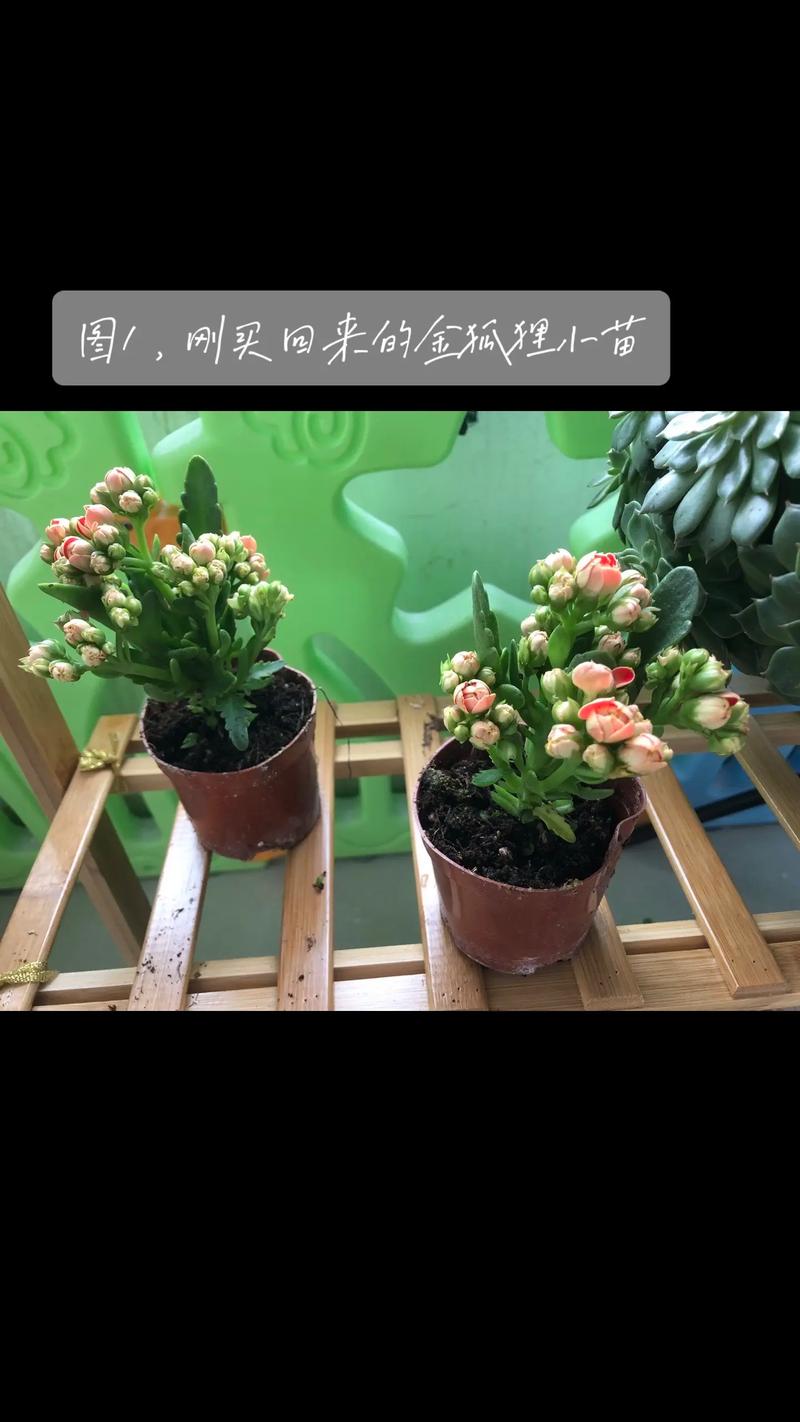 长寿花怎么不开花(长寿花怎么不开花是怎么回事)-第5张图片-花花知道网 长寿花怎么不开花(长寿花怎么不开花是怎么回事)-第5张图片-花花知道网