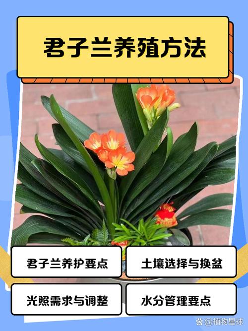 君子兰怎么养（君子兰怎么养殖方法与技巧视频）-第1张图片-花花知道网
