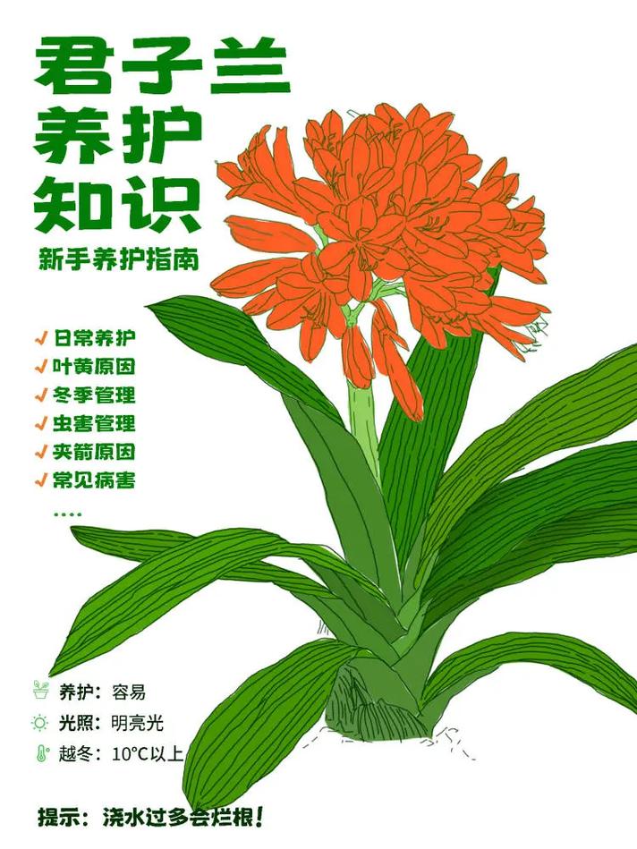 君子兰怎么养（君子兰怎么养殖方法与技巧视频）-第3张图片-花花知道网