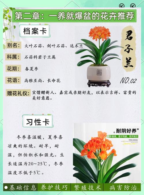 君子兰怎么养（君子兰怎么养殖方法与技巧视频）-第4张图片-花花知道网
