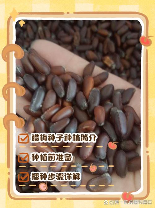 腊梅种子种植方法(腊梅种子种植方法和注意事项)-第2张图片-花花知道网 腊梅种子种植方法(腊梅种子种植方法和注意事项)-第2张图片-花花知道网