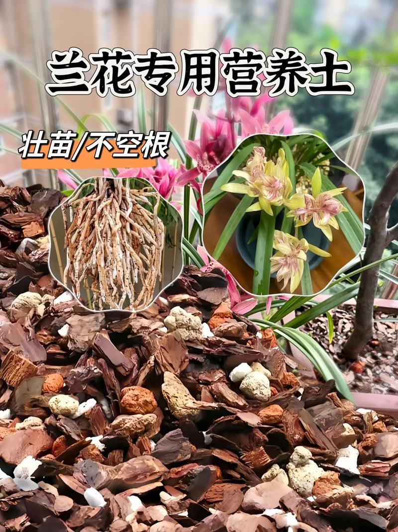 盆栽兰花用什么土比较好（兰花用什么盆子种比较好）-第2张图片-花花知道网