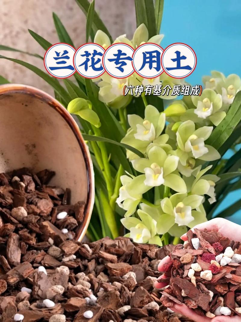 盆栽兰花用什么土比较好（兰花用什么盆子种比较好）-第8张图片-花花知道网