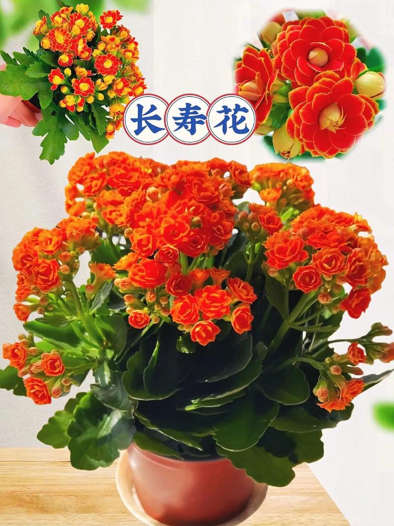 长寿花用什么盆好(长寿花用什么盆栽好看)-第3张图片-花花知道网 长寿花用什么盆好(长寿花用什么盆栽好看)-第3张图片-花花知道网